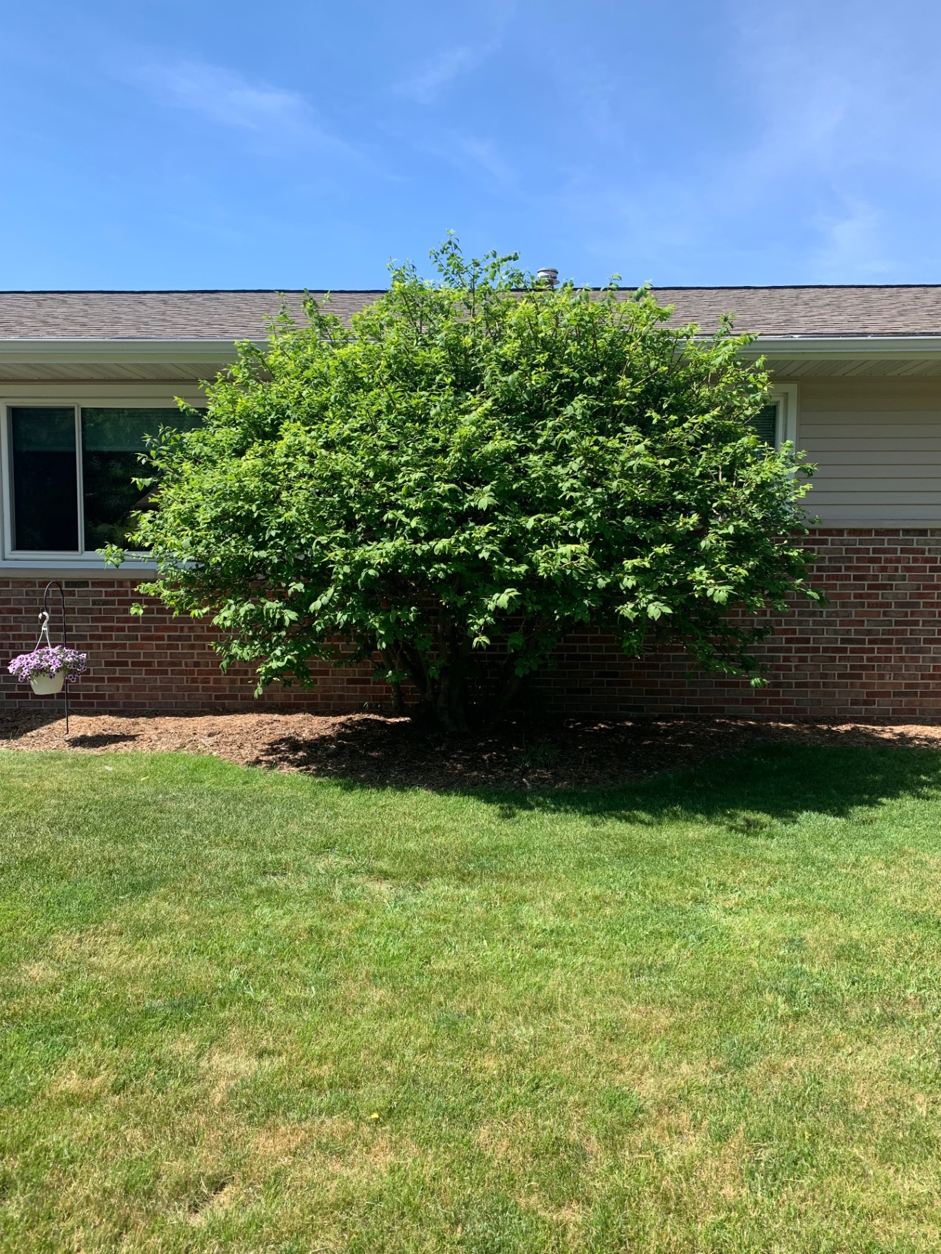Shrub shaping after